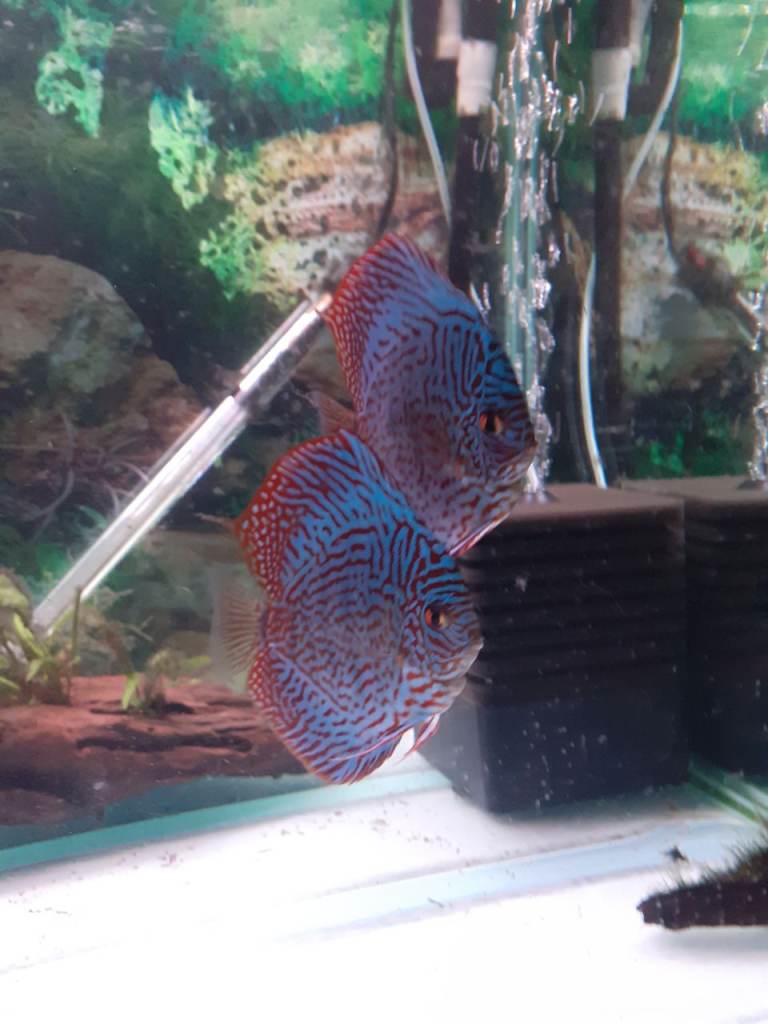 Discus fish 