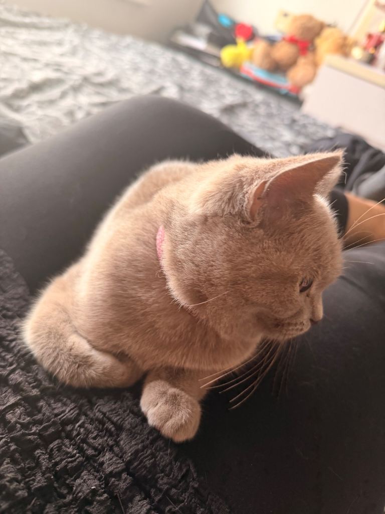 Lilac British Shorthair Hair 5 months 