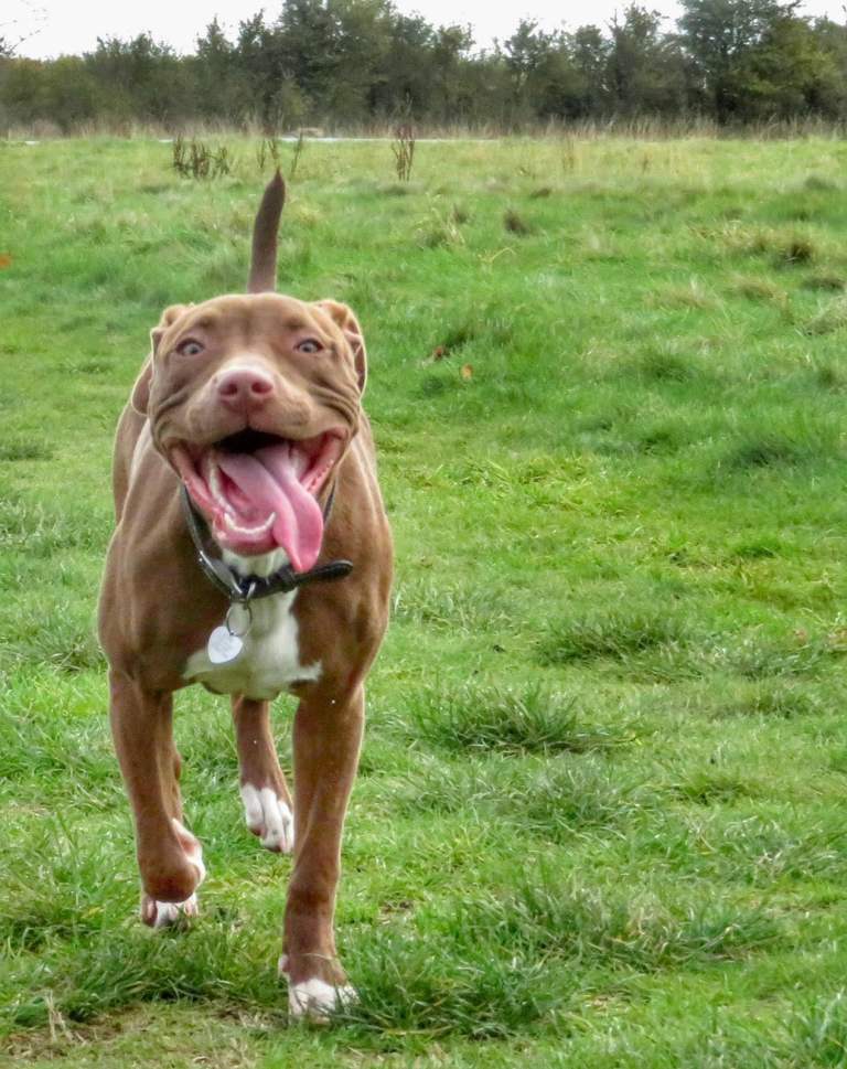 Rehome female Staffy Staffordshire Bull Terrier 