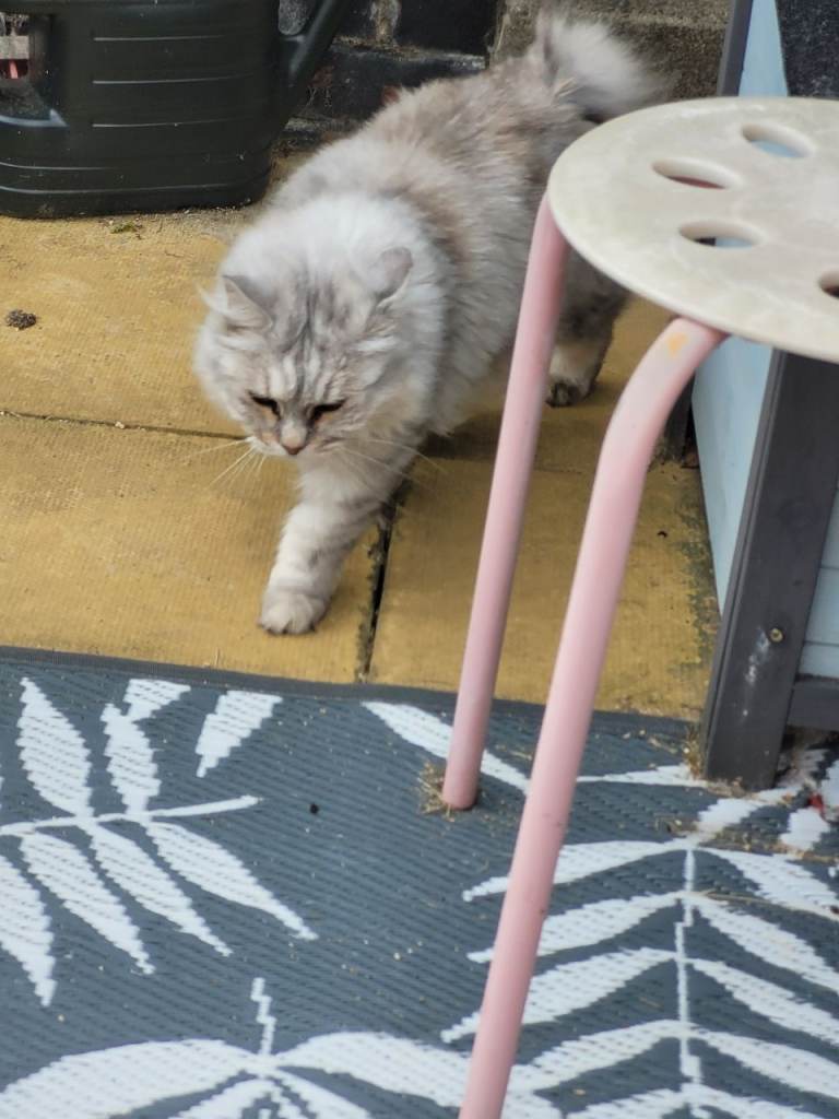 Gorgeous cat to be rehomed