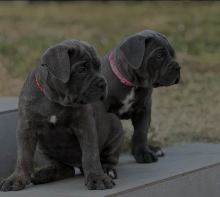 Cane Corso Puppies