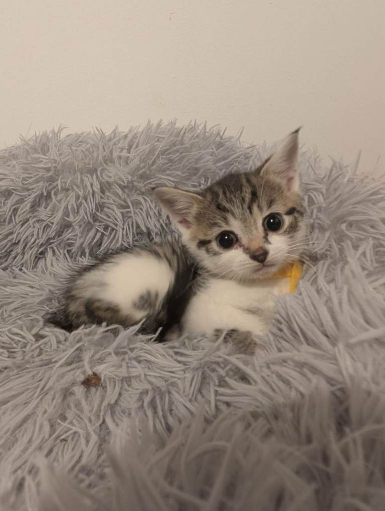 Beautiful Kittens for Sale.