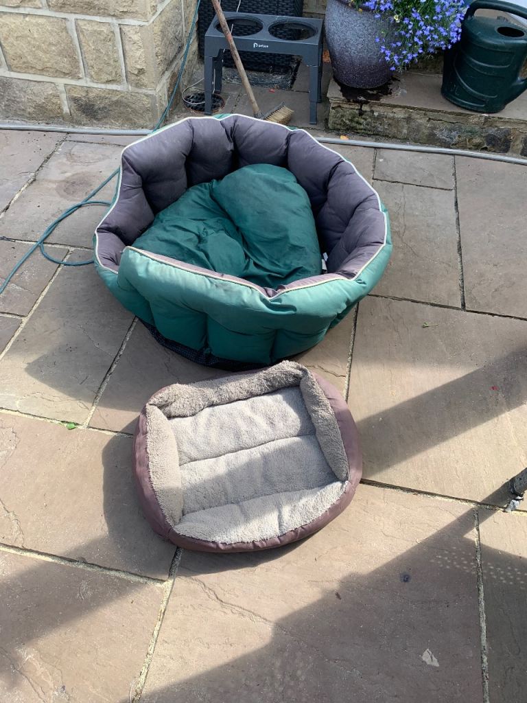 Free dog beds