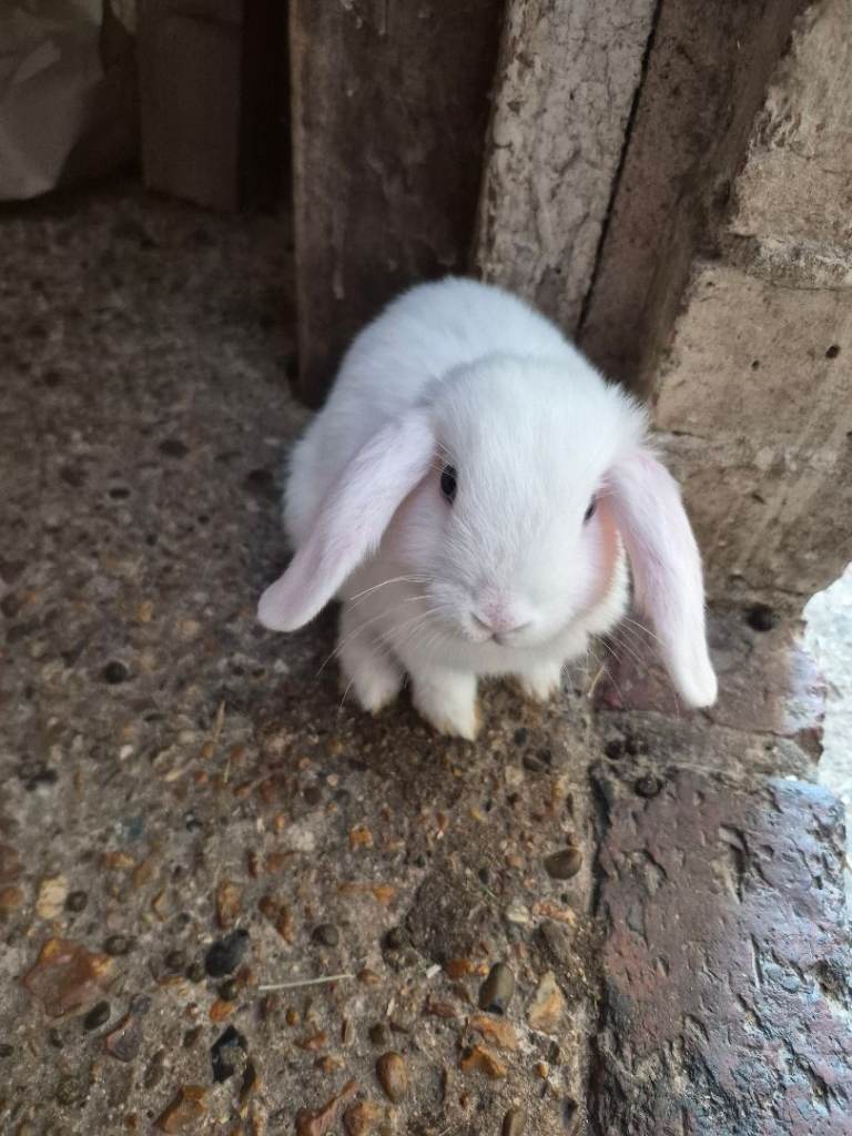 Baby rabbits boy and girl