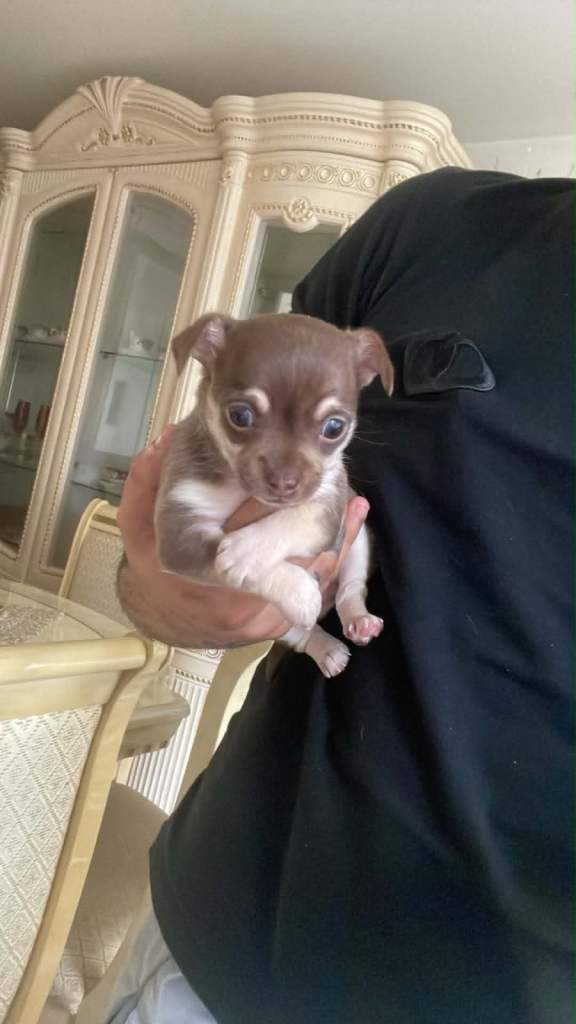 Beautiful chihuahua 