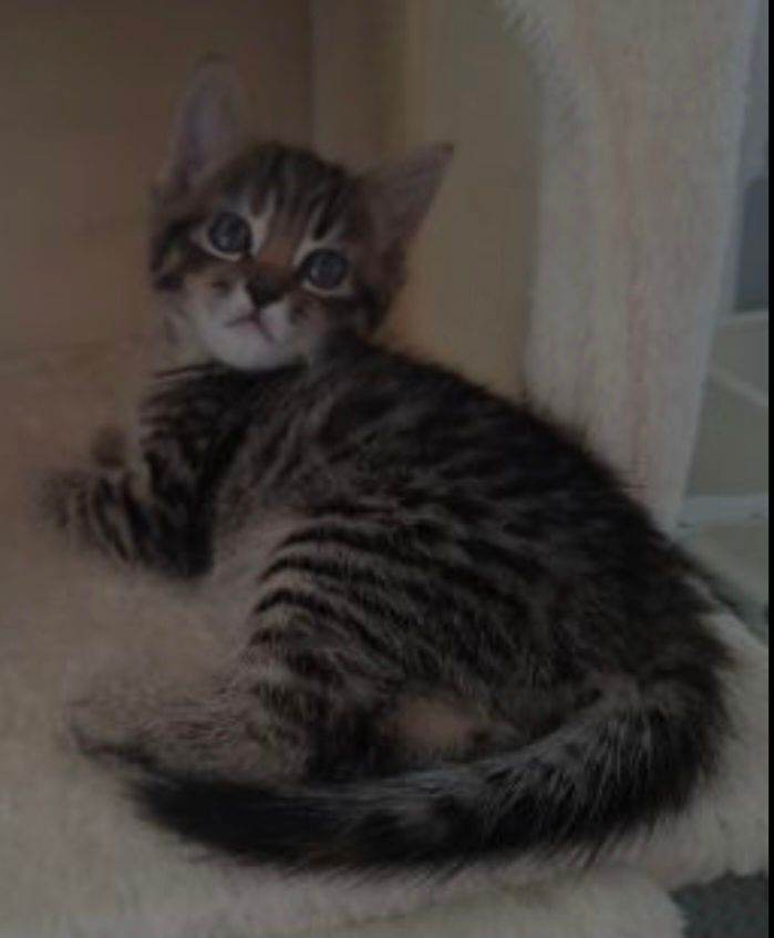 9 week old kitten