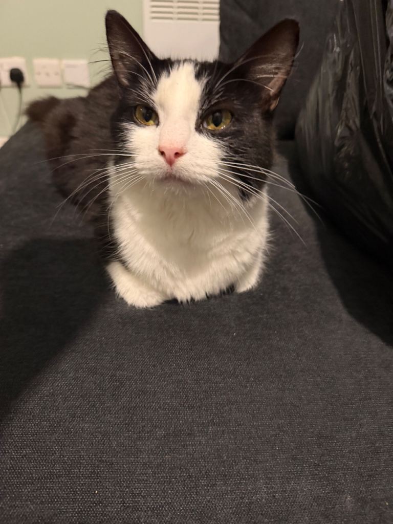 Beautiful female for sale 