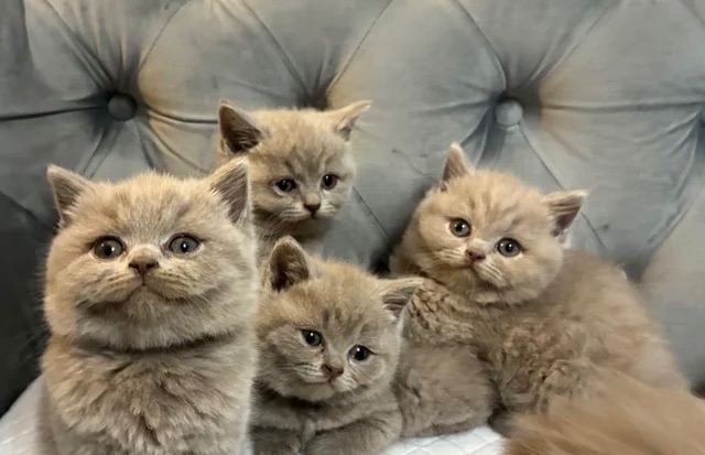 LILAC British shorhair kittens ready for their new homes 