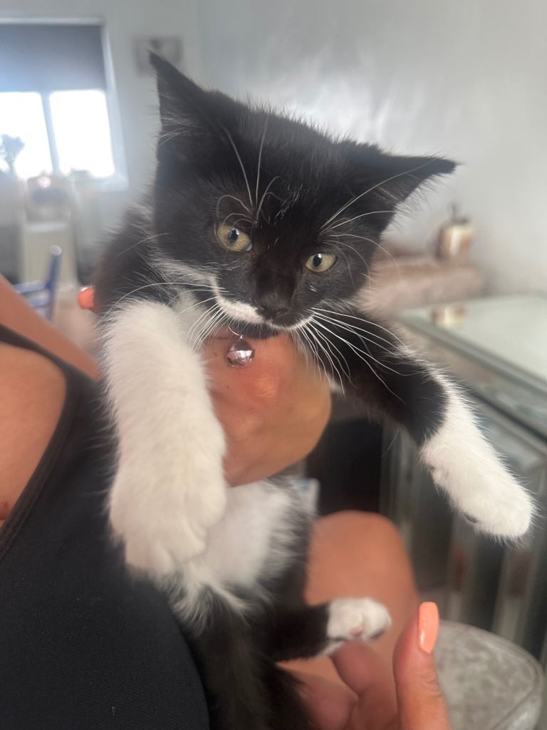 Kitten baby girl 🥰 8weeks old ready to go 🐱 