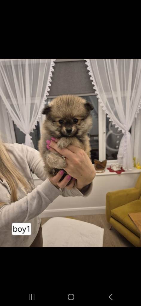 Puppy pomeranian