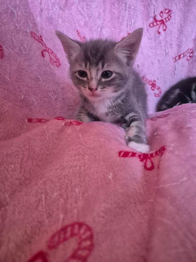 Last 2 kittens available 