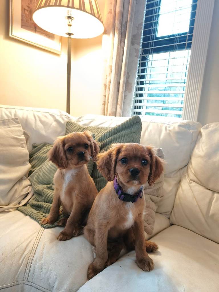 Cavalier King Charles Puppies