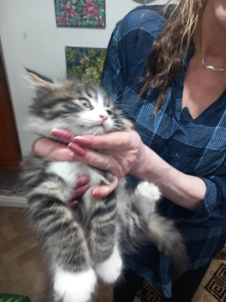 He will be 2 months old on December 17. Thick fur, nice and friendly boy kitten. Rare and beautiful.