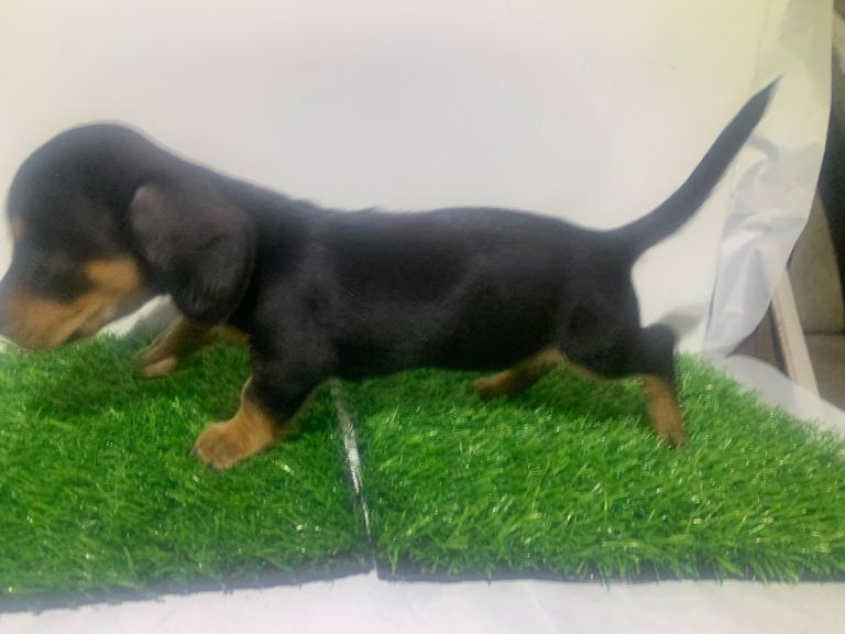 mini Daschund boy & girl kc registered ready for new home ❤️