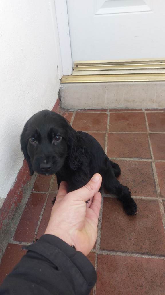  black cocker spaniel pup