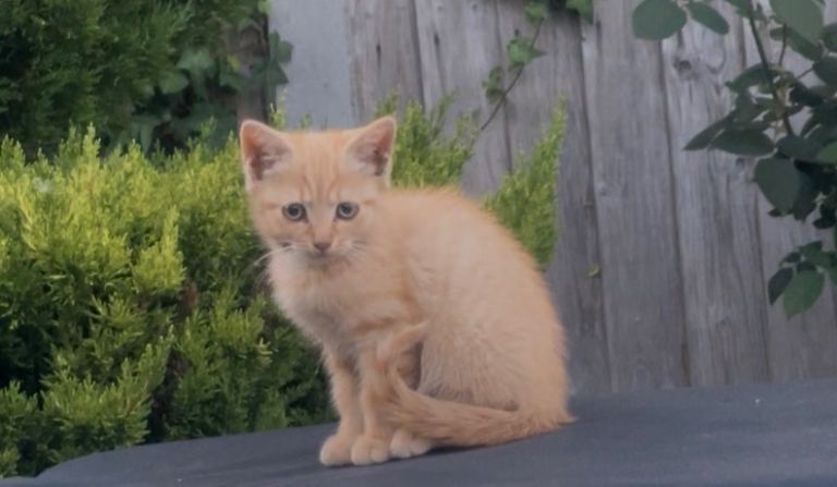 Beautiful kittens need a new home
