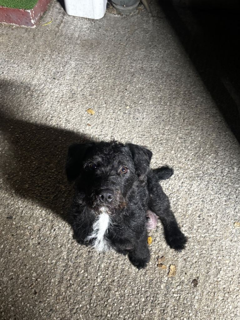 Patterjack puppies 
