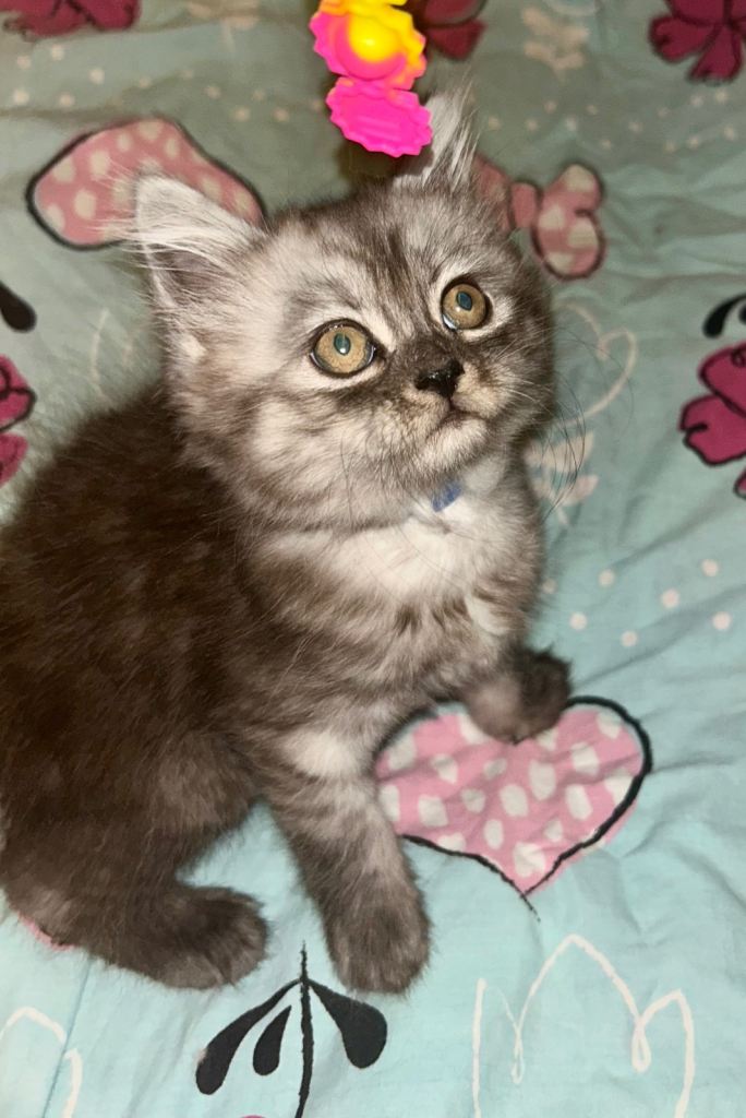1 Half Persian kittens Left 