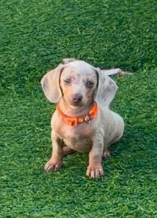 Miniature Dachshund puppies 