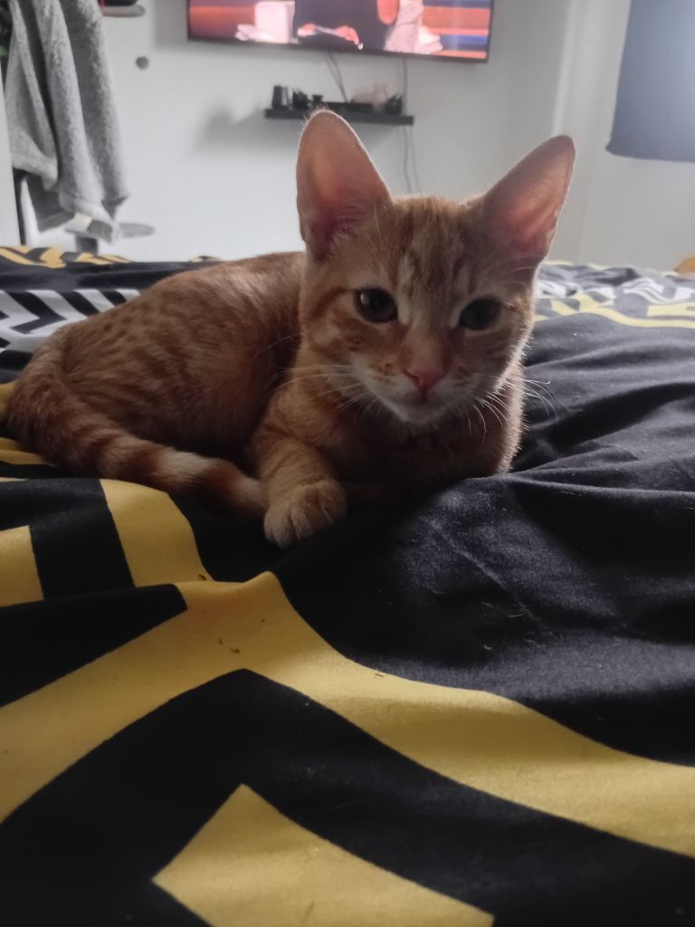 Ginger female kitten