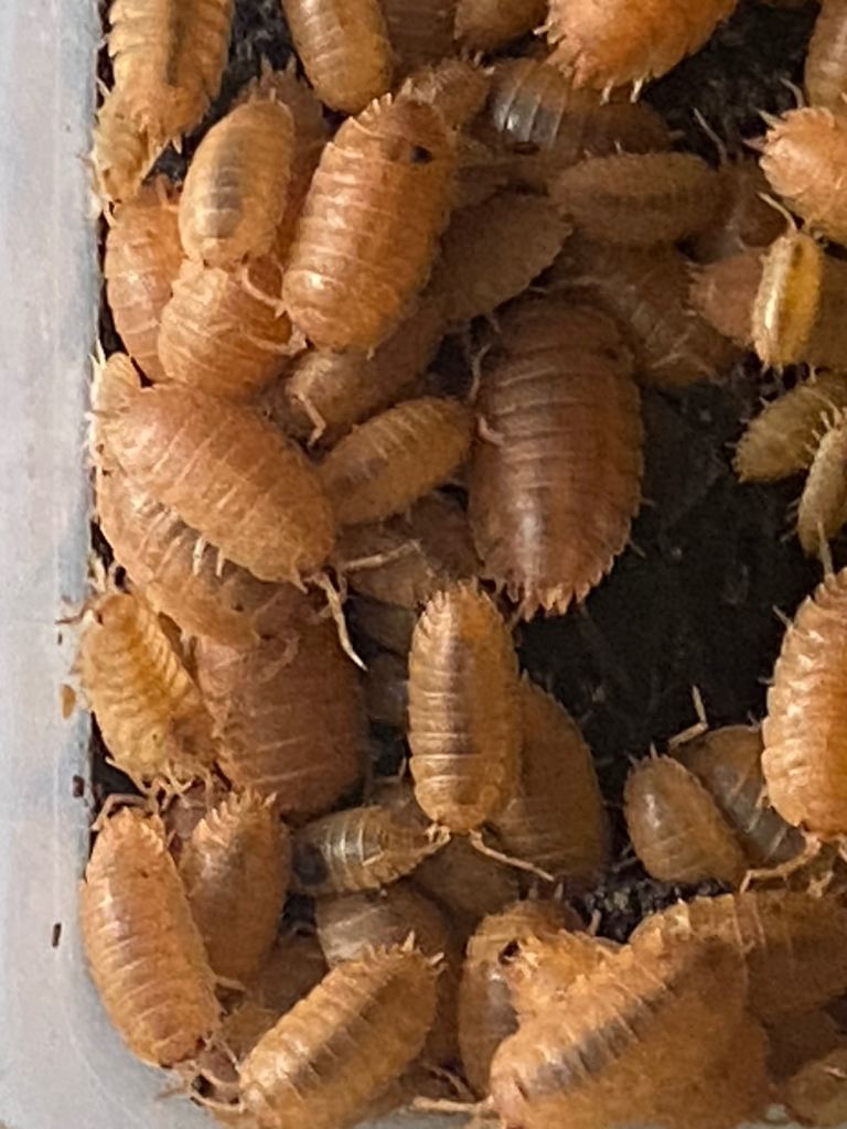 Orange Isopods, Clean Up Crew