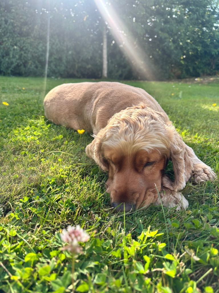 Cocker spaniel for sale