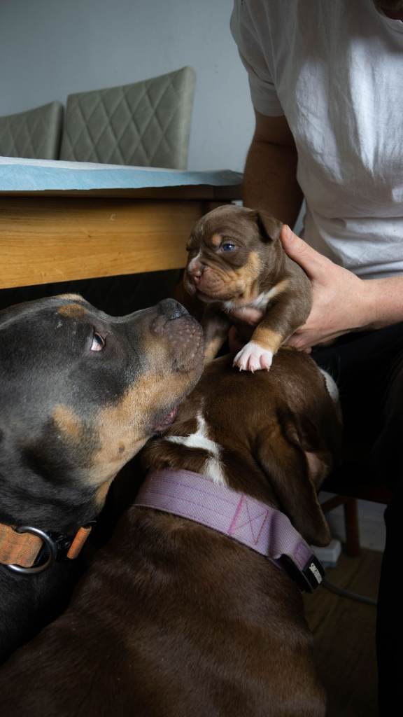 American Bully Puppies