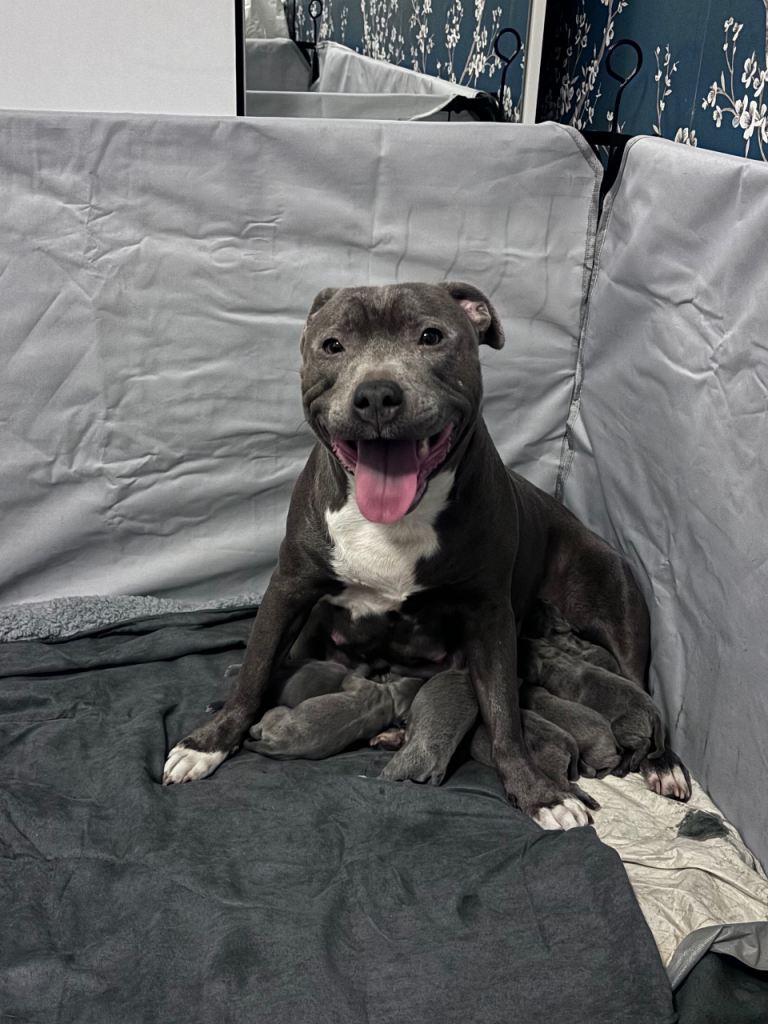 Beautiful Blue staffy pups 