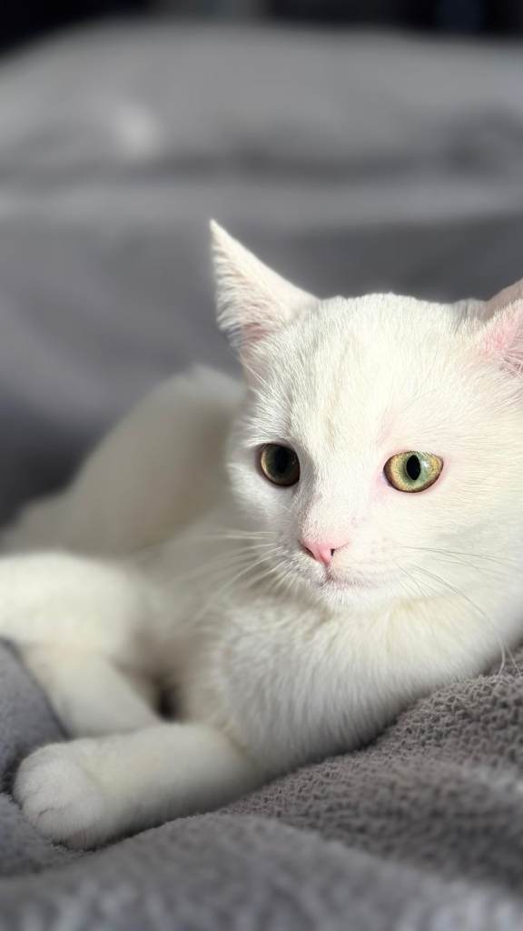 Nearly 5 months old - All white female 