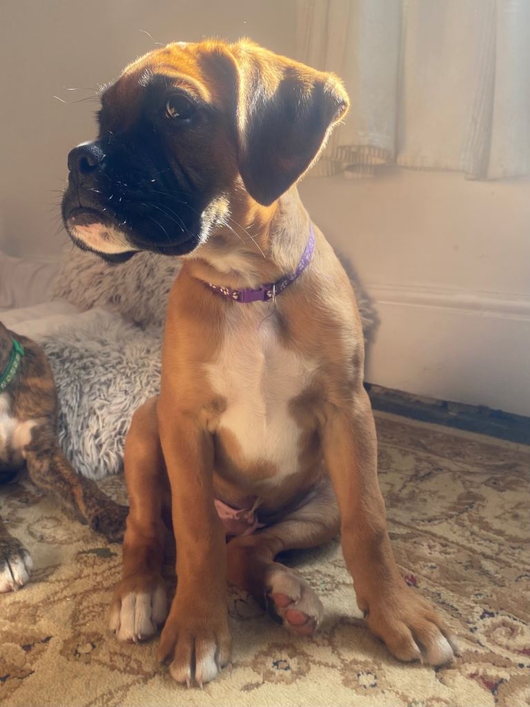 🐾 Boxer cross Puppies — Naturally Reared with holistic care (1 boy available)