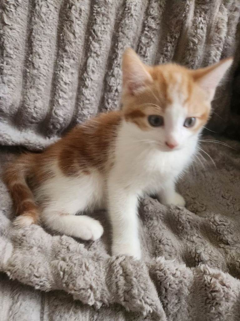 3 beautiful kittens ready for loving home home.  ONO