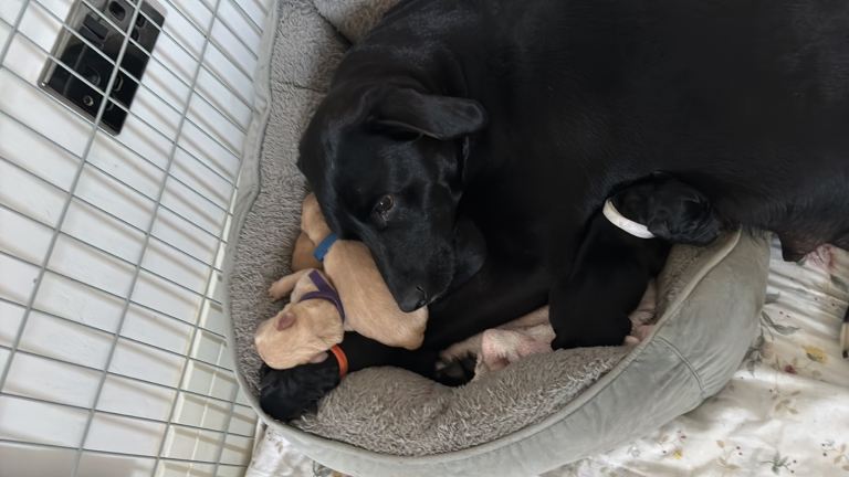 Goldador puppies with a dash of dalmatian ONLY 4 Left 