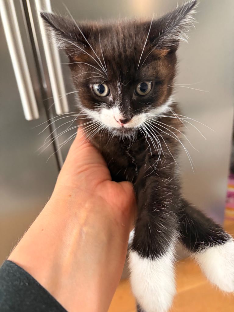 Male kitten 