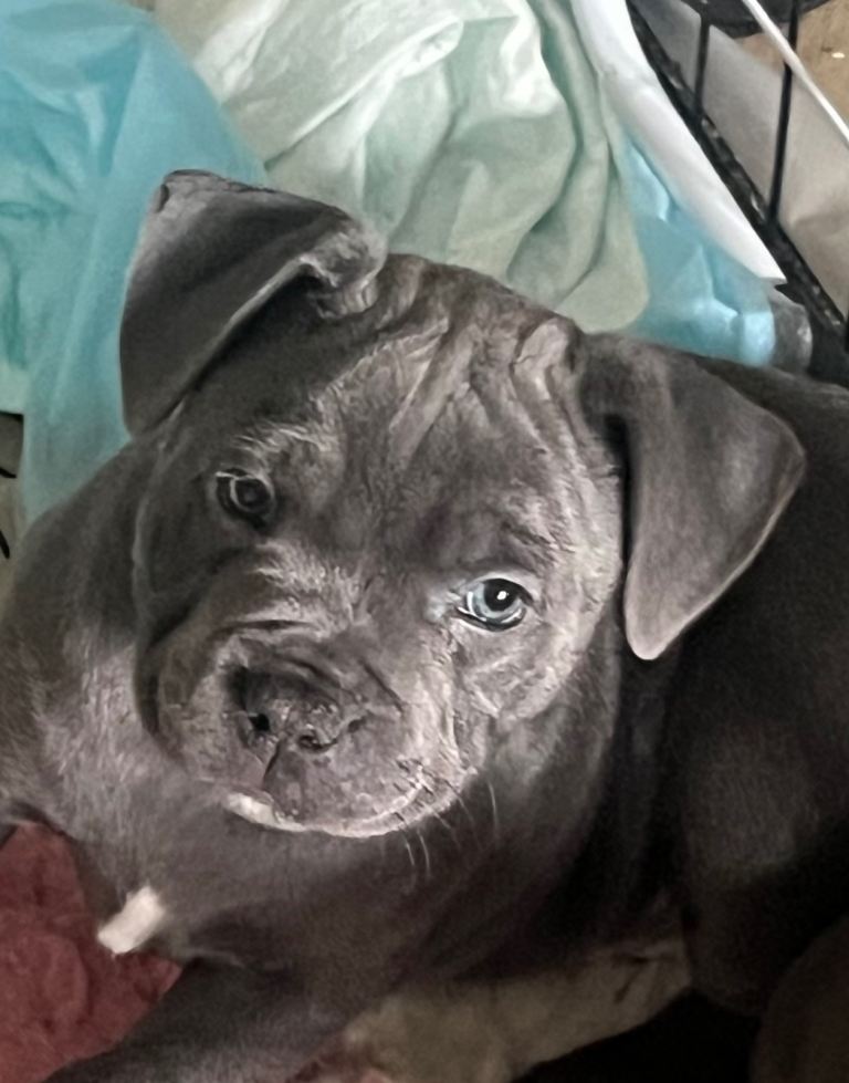 Outstanding. Kc reg staffy pups ready next week 