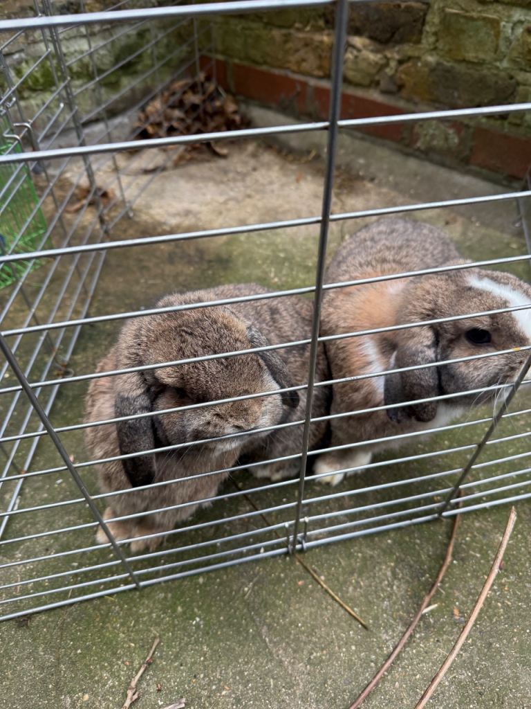 One lion head and  2 min lop 