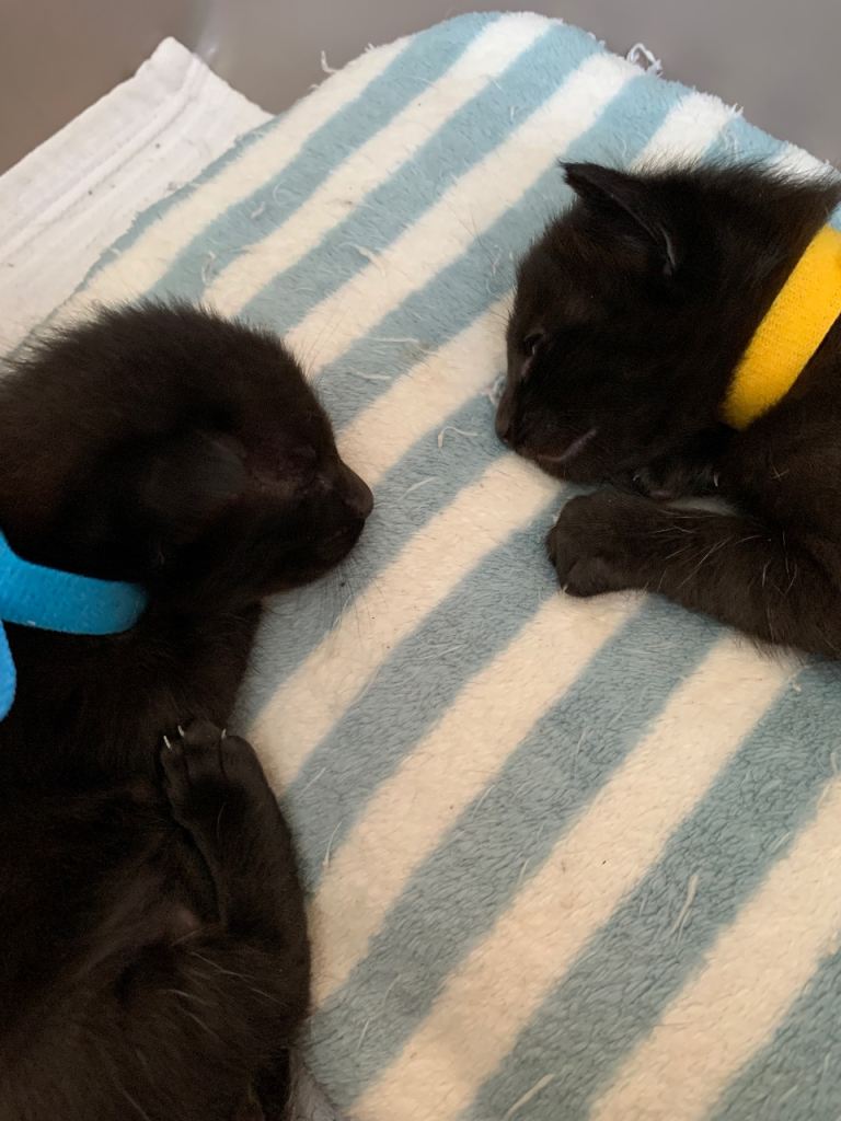Half Siamese Oriental Kittens