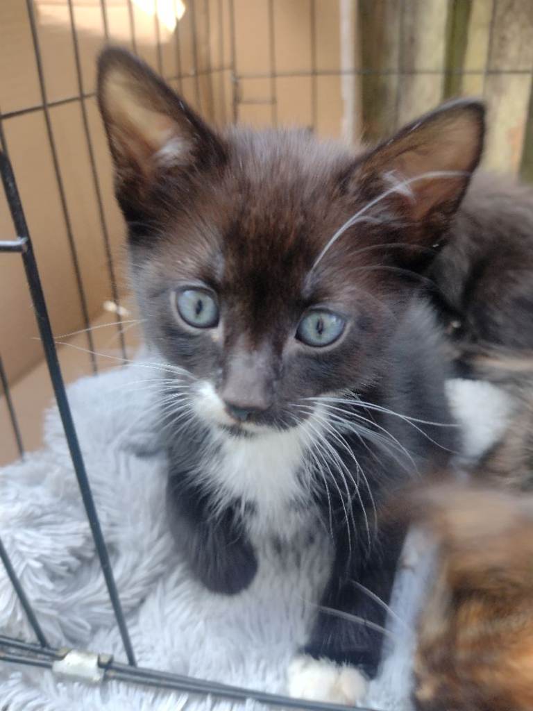 little kittens are looking for a home