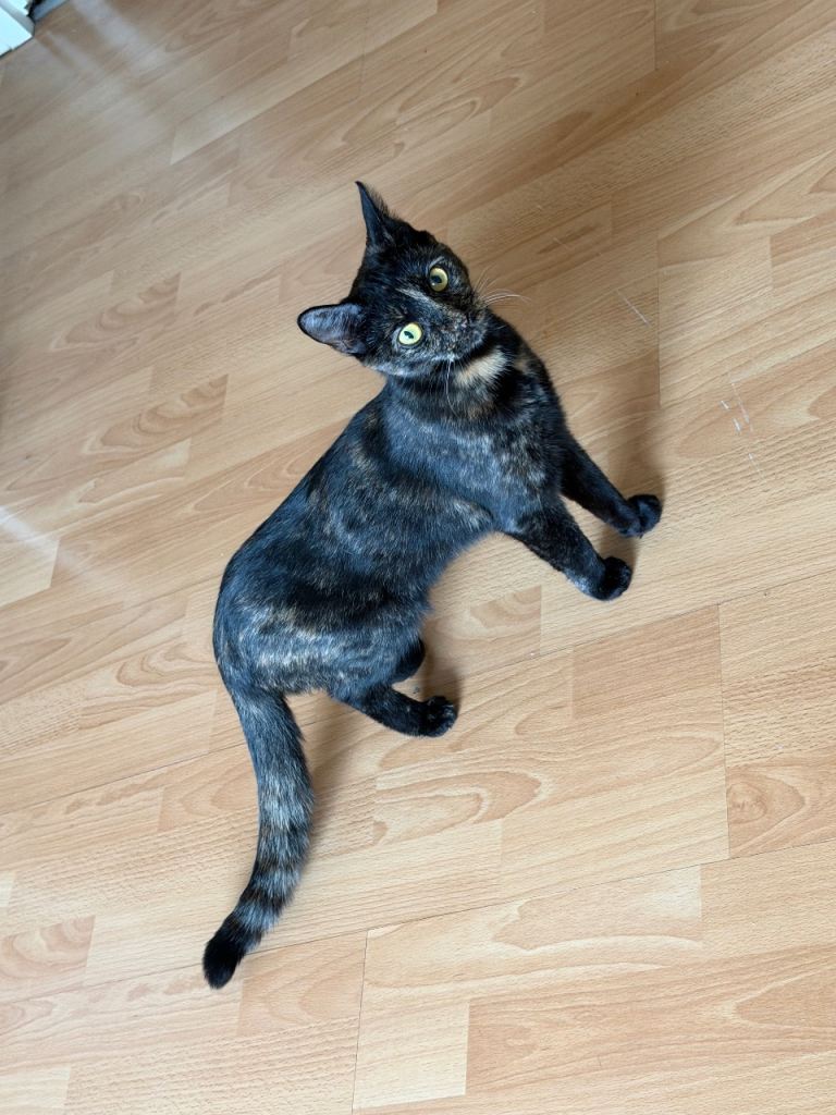 Beautiful Tortoiseshell & All Black – Vaccinated & Microchipped & 1 Year Pet Plan included in price