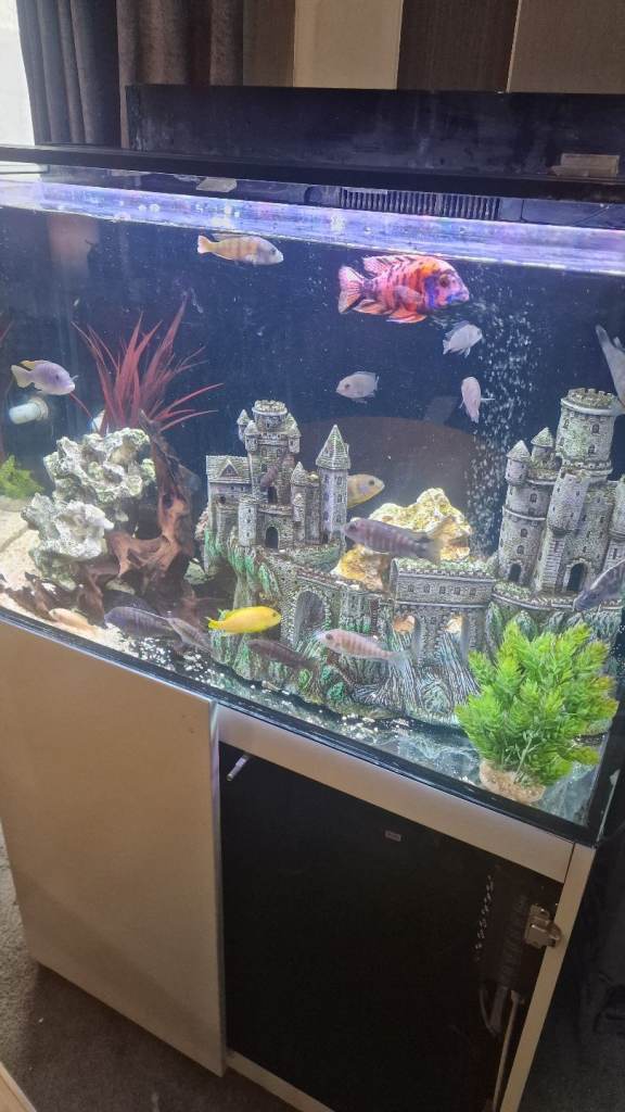 Very large aquarium and cabinet 260ltrs