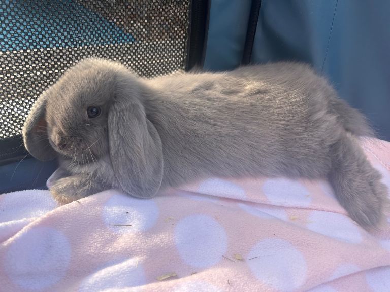 Pure mini lop babies 