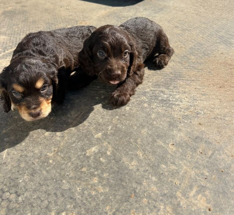 Cocker spaniel cross cockalier puppies for sale 