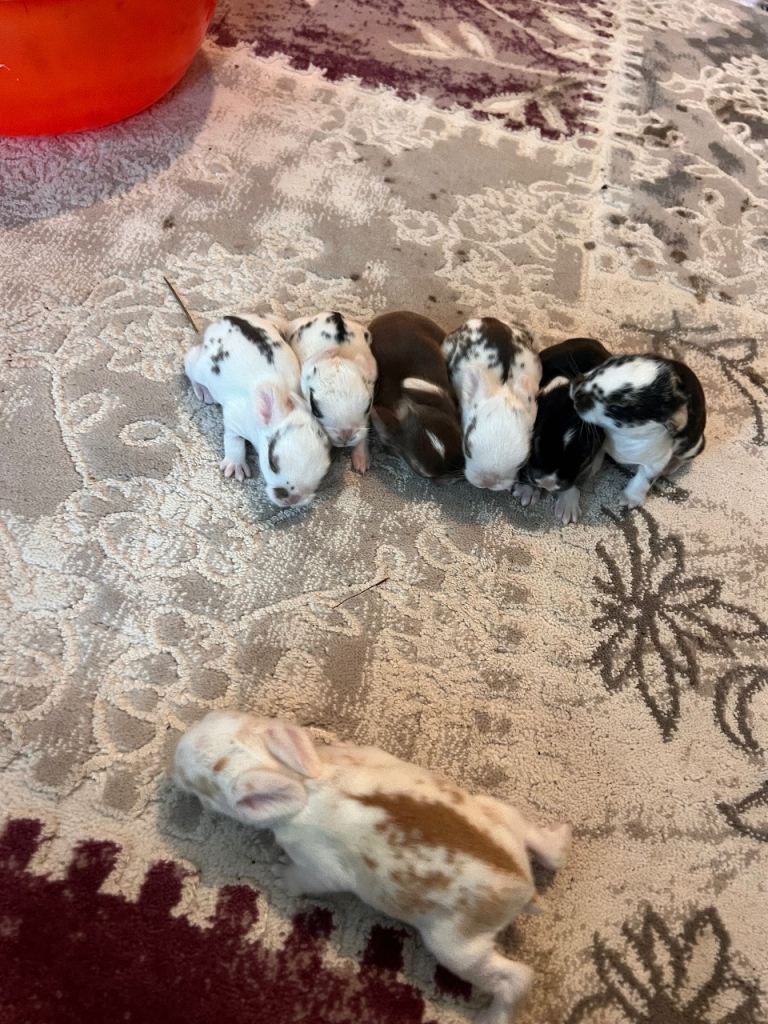 Rabbit 