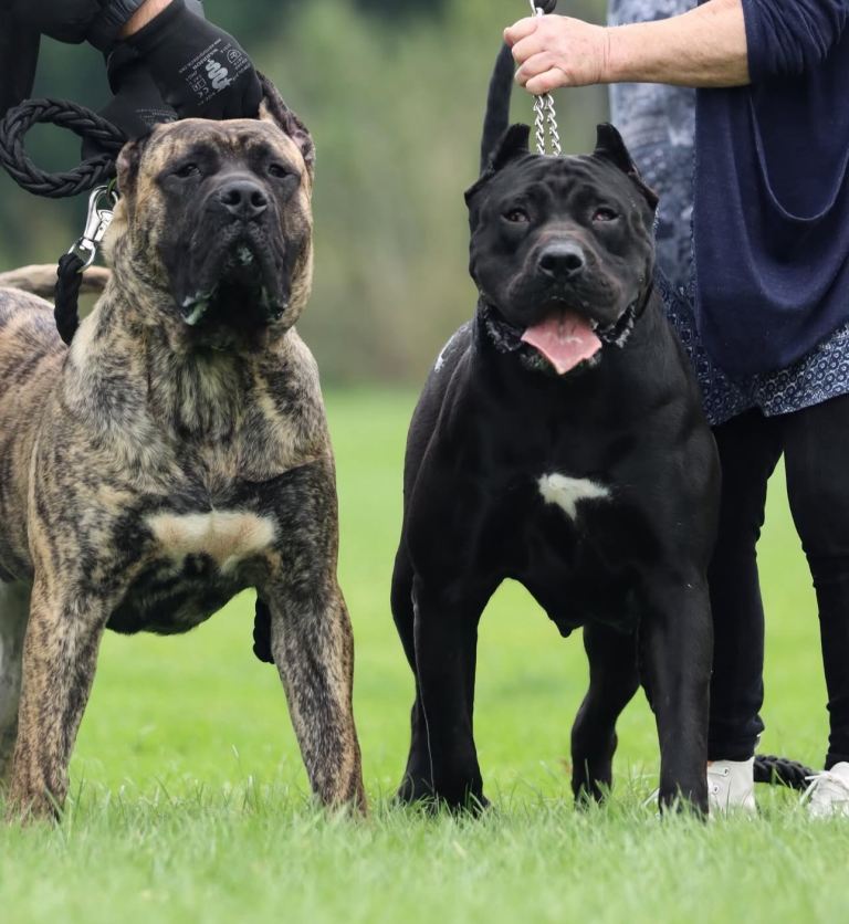 Last Pedigree Presa Canario Female Remaining