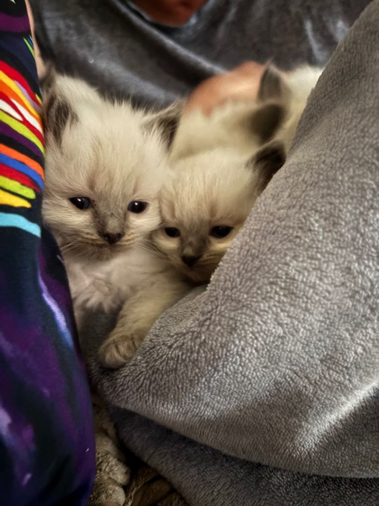Ragdoll kittens 
