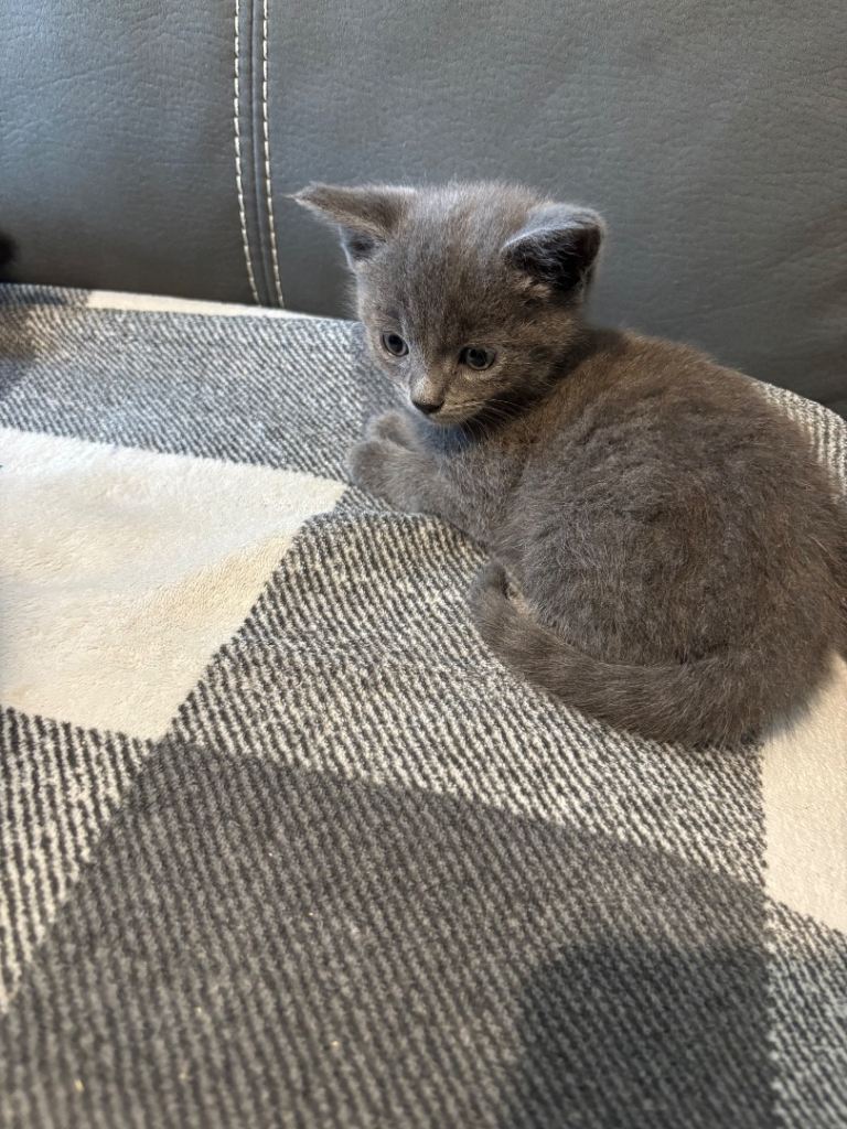 7 week old kittens
