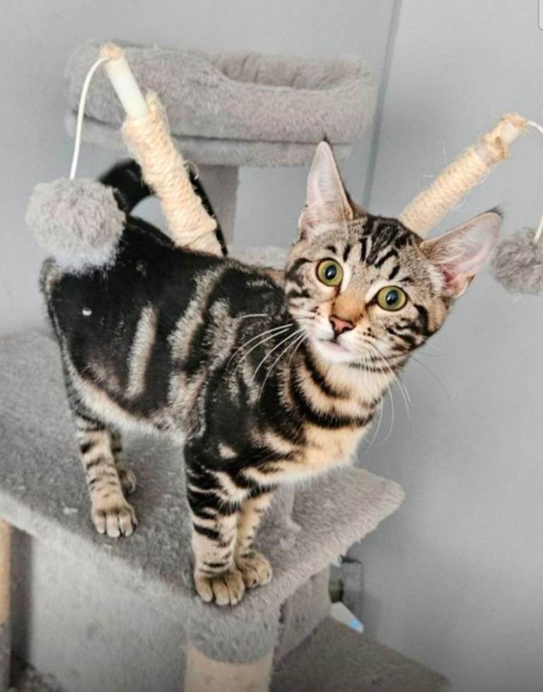 3/4 MARBLED SNOW BENGAL 