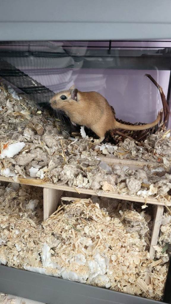 2 gerbils