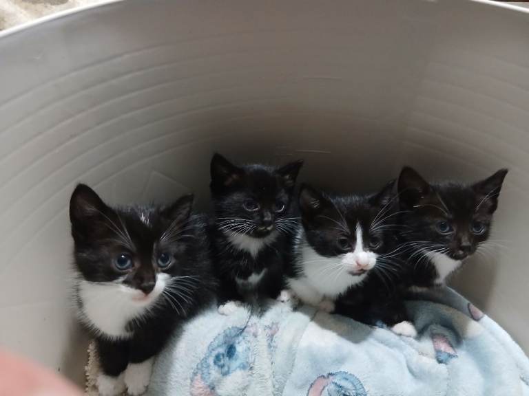 Beautiful kittens 