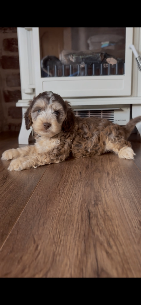 Beautiful F1 cockapoo 1 LEFT!! 