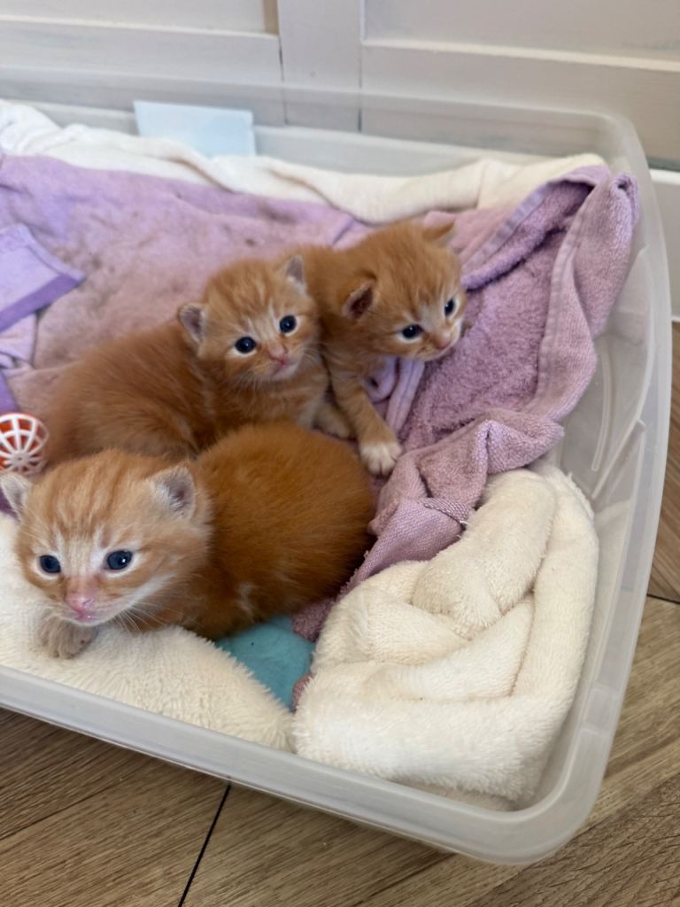 Ginger kittens 